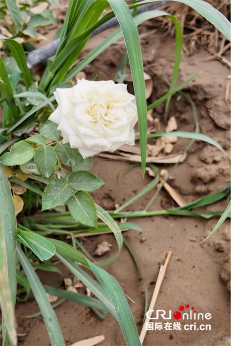 1750311955444775.jpg 1750311955444775.jpg