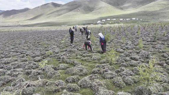 1750321537449758.jpg 3 (1).jpg