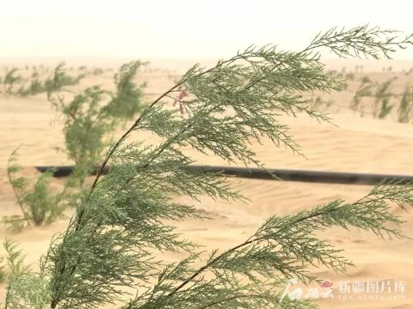 1750321752960545.jpg 2 (1).jpg