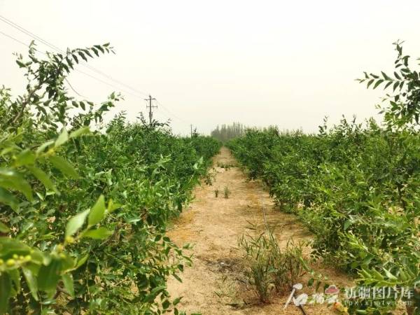 1750321765822710.jpg 3 (1).jpg