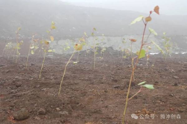 1750391175824755.jpg 13.jpg