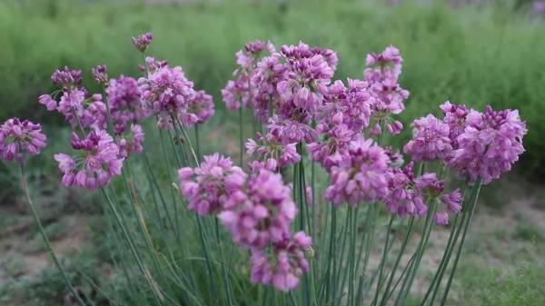 1750645241691810.jpg 4.jpg