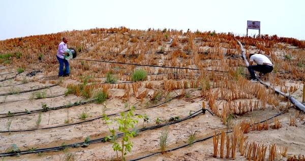 1750646368232703.jpg 13.jpg