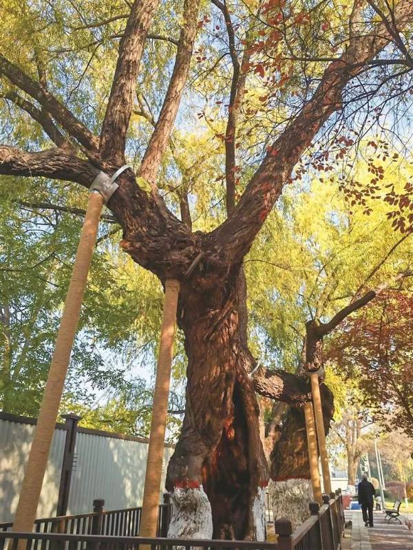 1750730432469537.jpg 1.jpg