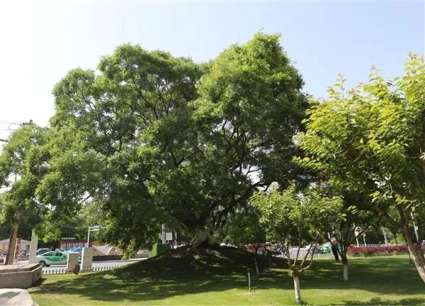 1750730535742160.jpg 2.jpg