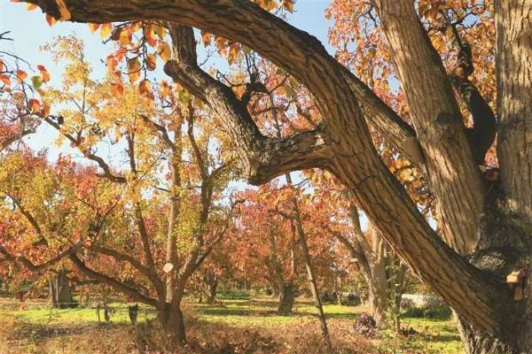 1750730601961024.jpg 4.jpg