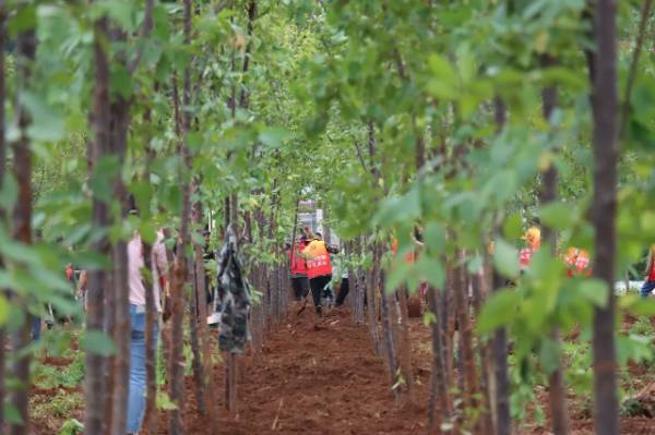 1751253491655951.jpg 3.jpg