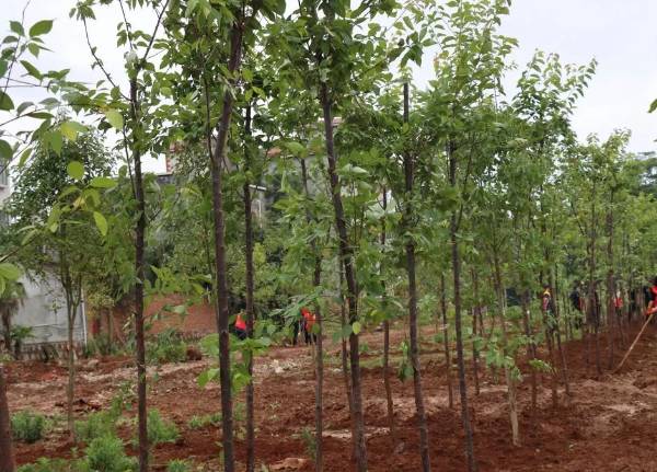 1751253519760082.jpg 5.jpg