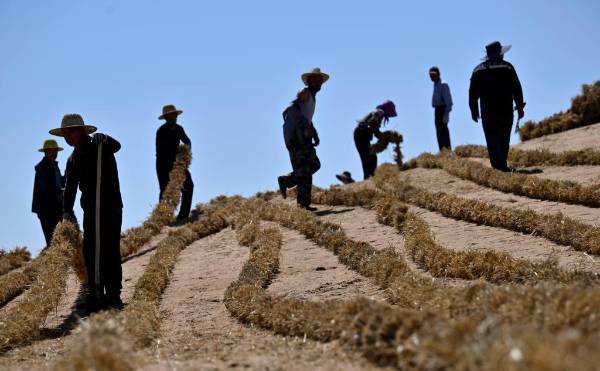 1751421674853845.jpg 7 (1).jpg