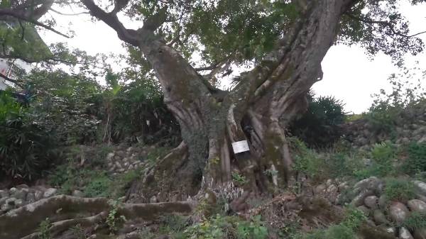 1752459542606310.jpg 29.jpg