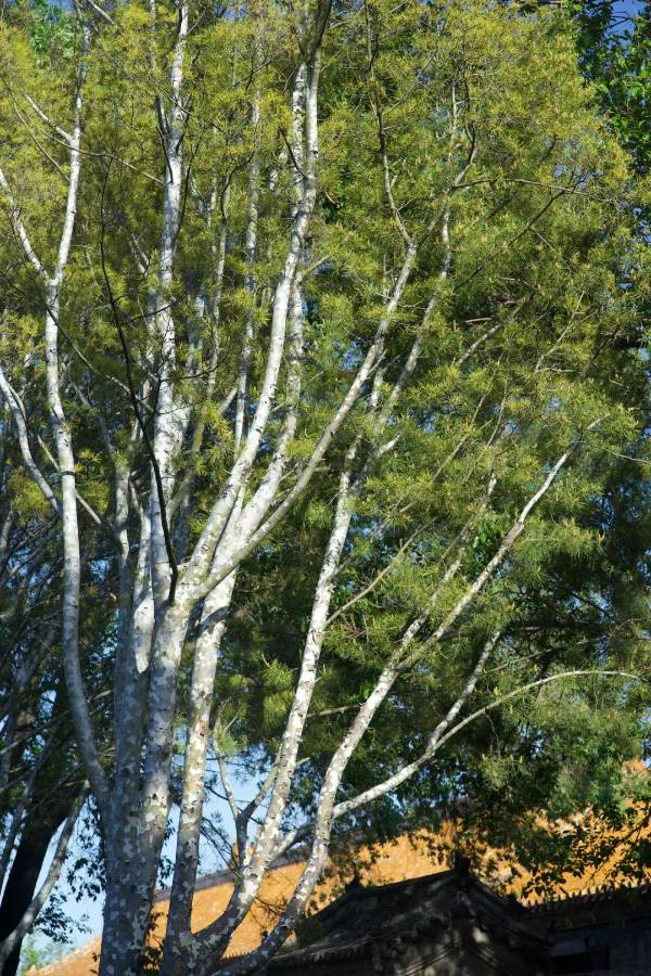 1753061809654317.jpg 1.jpg