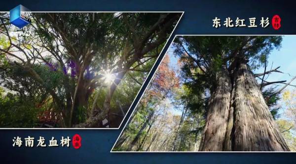 1753061865259279.jpg 5.jpg