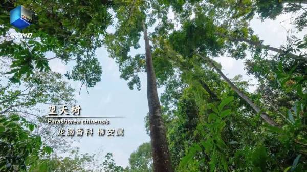 1753061889106574.jpg 9.jpg