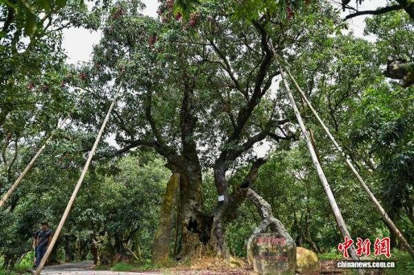 1753235552794904.jpg 1 (1).jpg