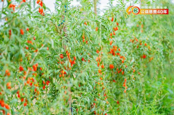 1753845186594878.png 1.png