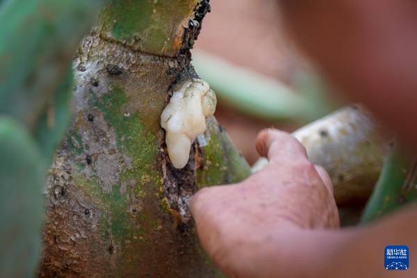 1754881109520346.jpg 9.jpg