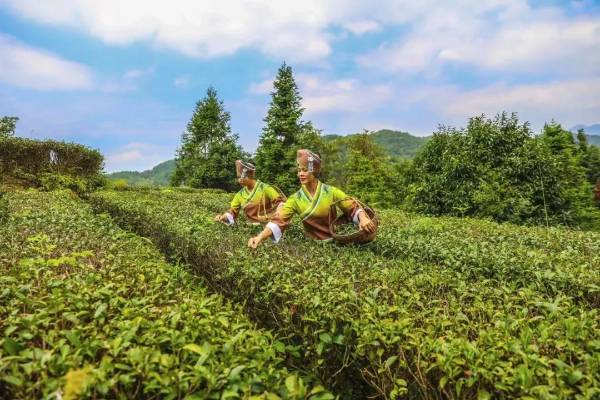 1755142295340385.jpg 5.jpg