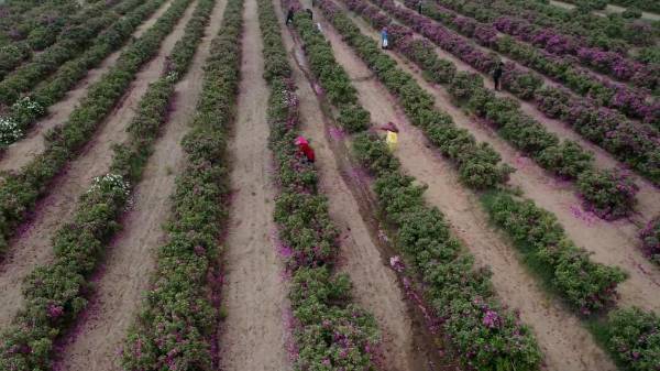 1755486936803549.jpg 1 (1).jpg