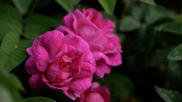 1755486943316403.jpg 2 (1).jpg