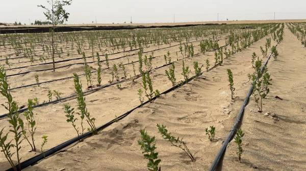 1755486949113190.jpg 3 (1).jpg