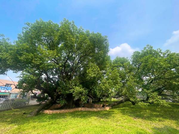 1755831936991962.jpg 14.jpg