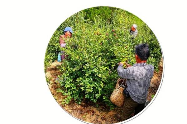 1756443917438609.jpg 18.jpg