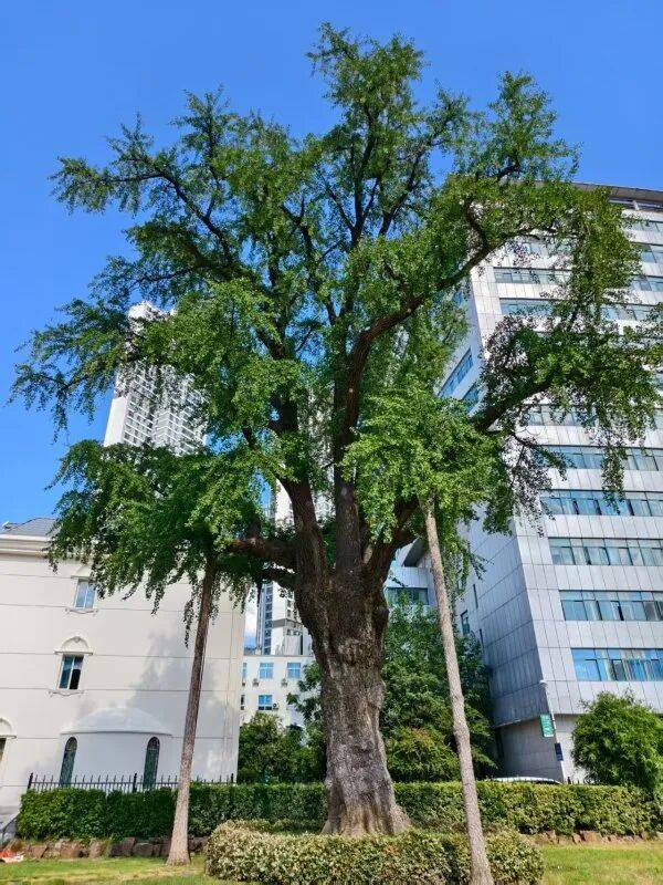 1756869545850858.jpg 1.jpg