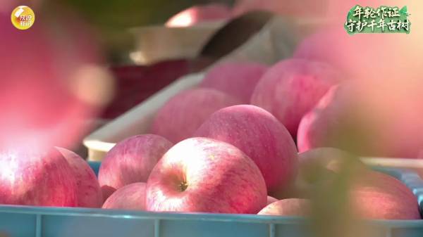 1756876044837103.jpg 12.jpg