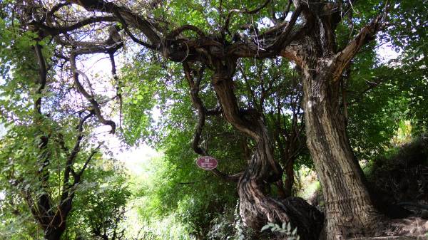 1757902023285003.jpg 1 (1).jpg