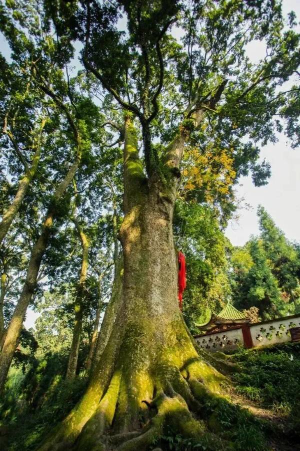 1759113182968566.jpg 7.jpg