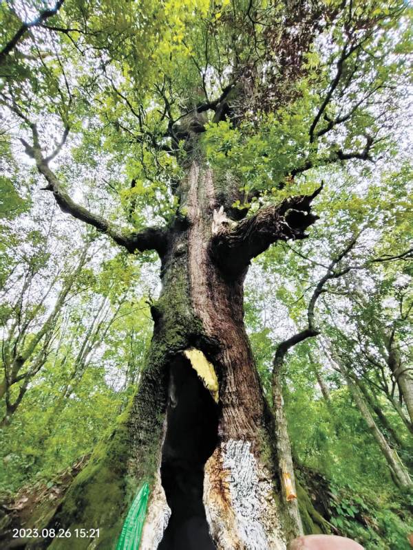 1761097897318610.jpg 1 (1).jpg