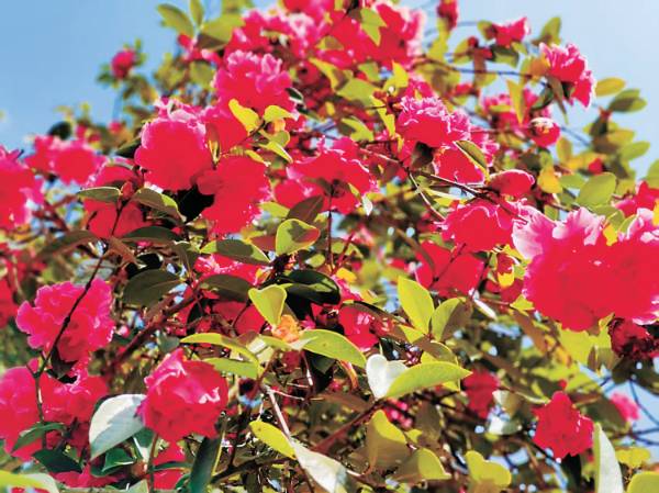 1761097922552282.jpg 2 (1).jpg