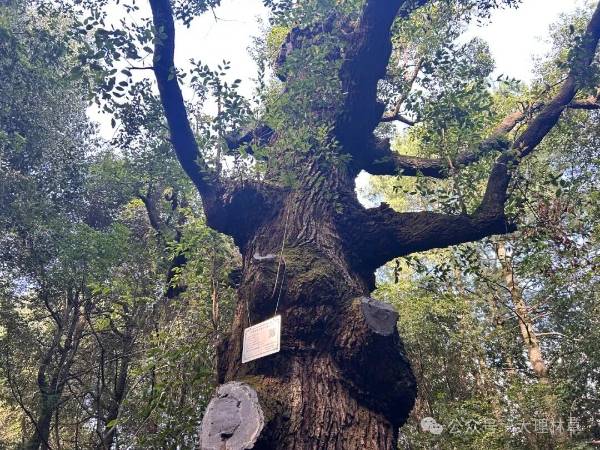 1761704469602153.jpg 12.jpg