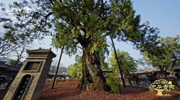 1762137219464067.jpg 2 (1).jpg