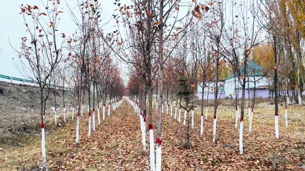 1762138949120775.png 5.png