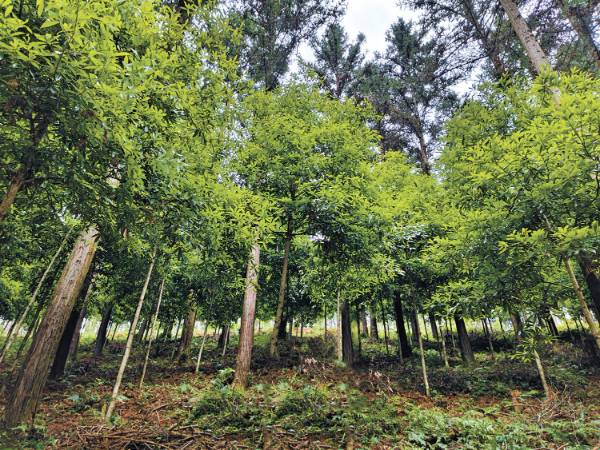 1762225658124479.jpg 4 (1).jpg