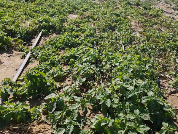 1762740196450519.jpg 3.jpg