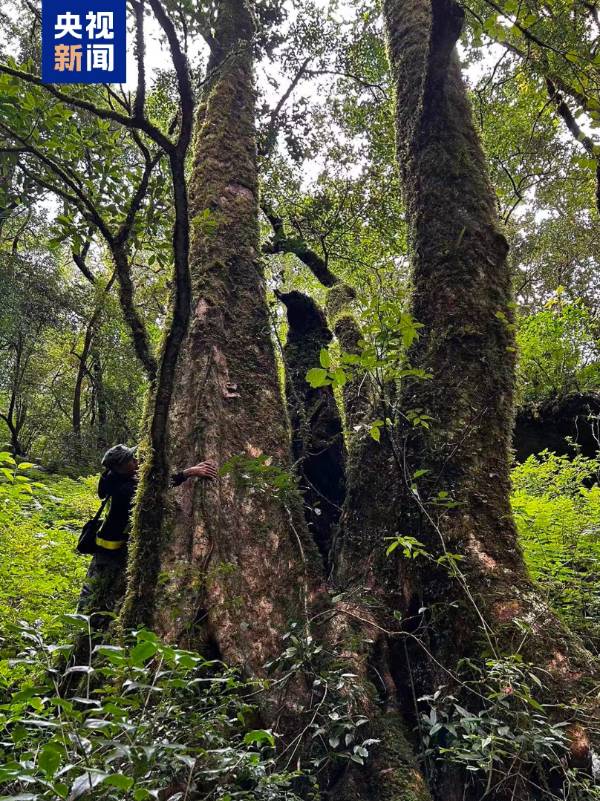 1762827542999664.jpg 2 (1).jpg