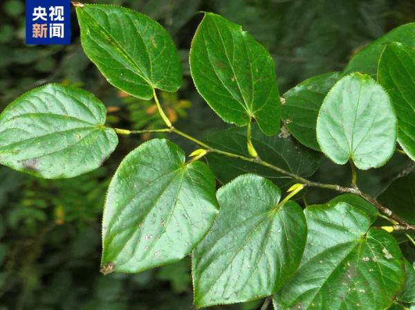 1762827559472548.jpg 3 (1).jpg