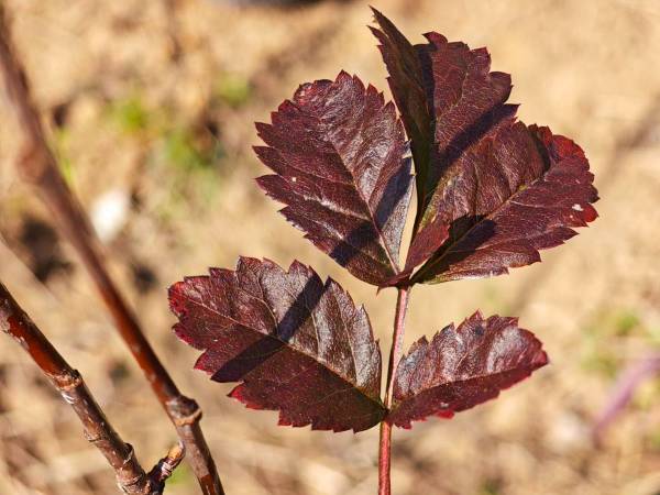 1763607594150136.jpg 4 (1).jpg