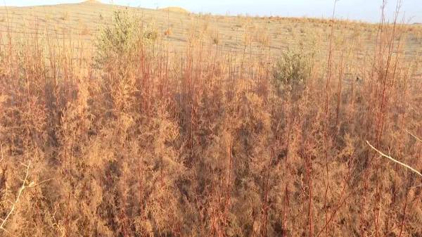 1764573227398171.jpg 1.jpg