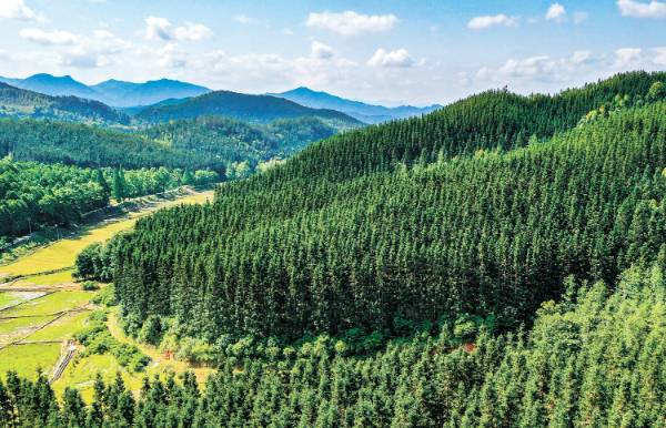 1764914187223443.jpg 1.jpg