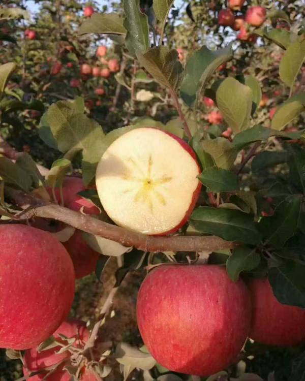 1764914332391233.jpg 5.jpg