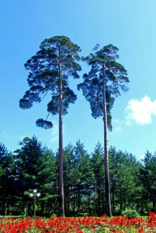 1765161273955920.jpg 11.jpg