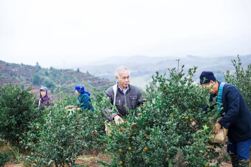 1765258021185832.jpg 5.jpg