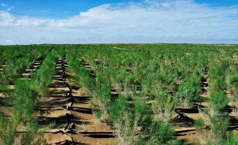 1767158377646498.jpg 5.jpg