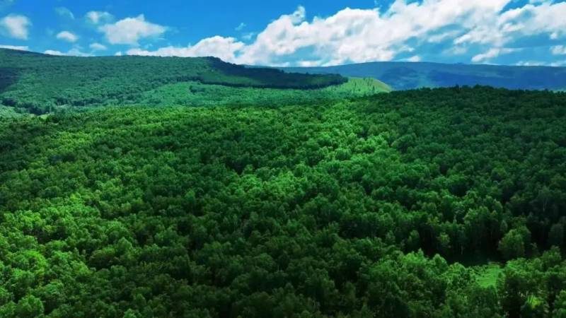 1768185729227728.jpg 5.jpg