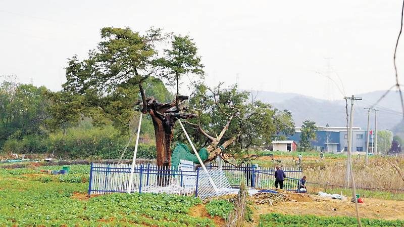 1768185896828521.jpg 9.jpg