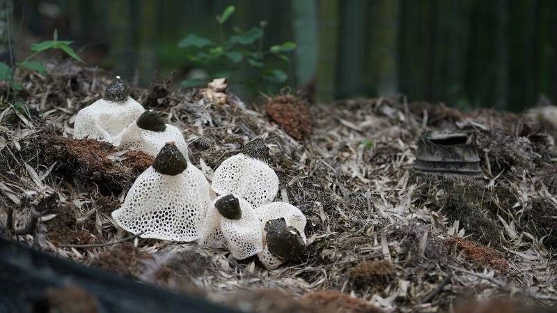 1768529186776918.jpg 27.jpg