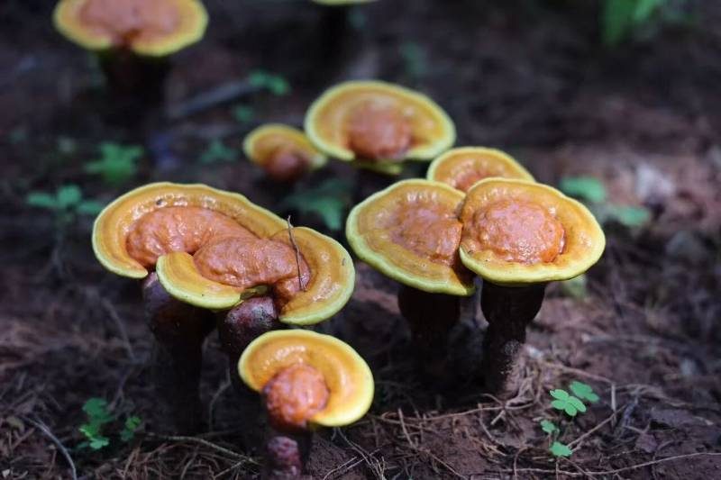 1768529233519771.jpg 29.jpg